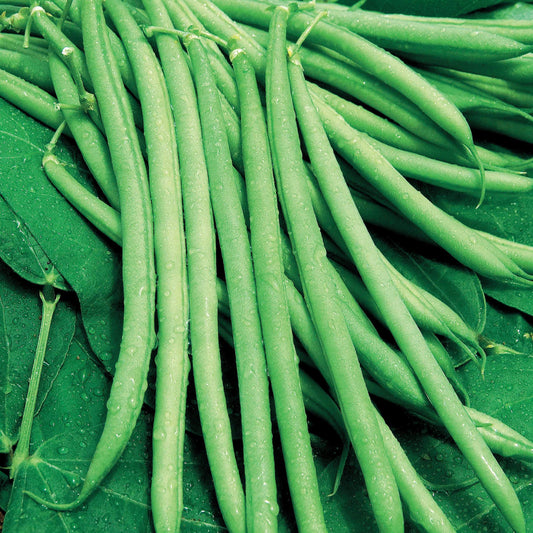 Bohne Mangetout Castandel - Bakker