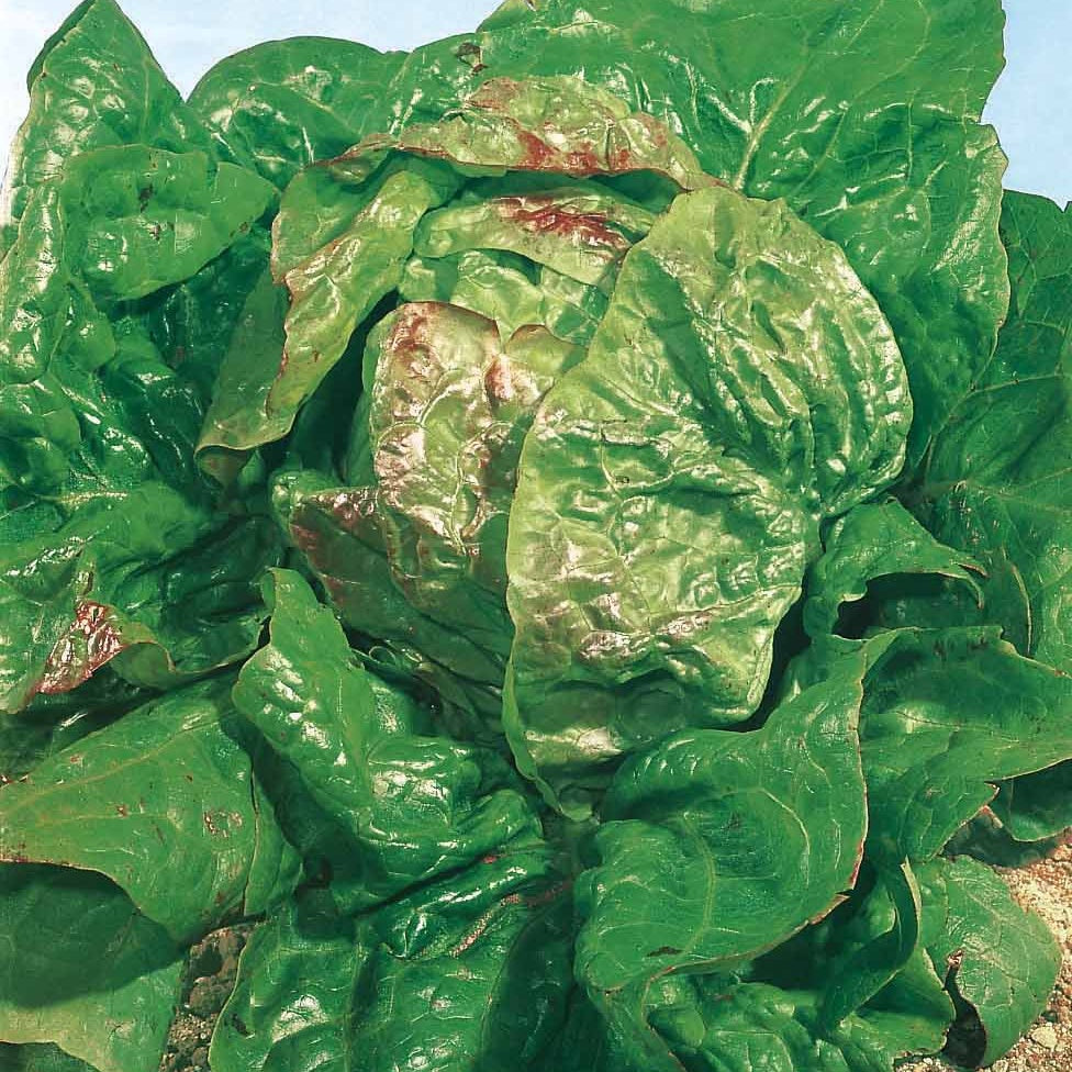Kopfsalat Verpia