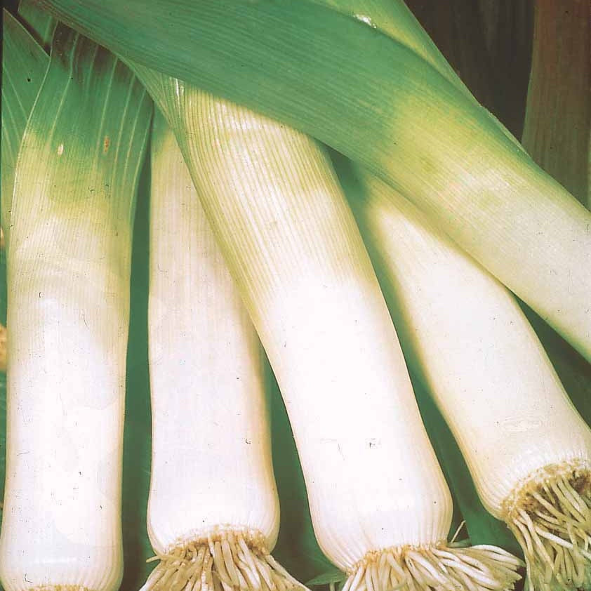 Saatgut Lauch 'Long de Nice 2' - Allium porrum long de nice 2