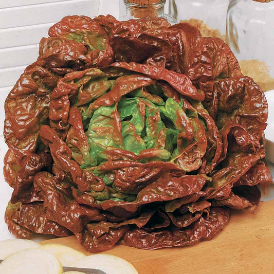 Kopfsalat Merveille des Quatre Saisons - Bakker