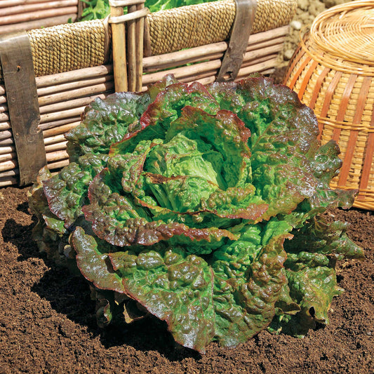 Roter Kopfsalat Grenobloise - Bakker