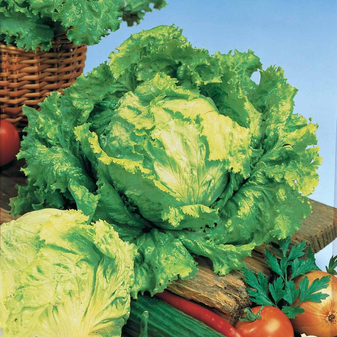 Saatgut Bataviasalat 'Dorée de printemps' - Lactuca sativa capitata dorée  de printemps (4 g)