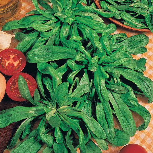 Holländischer breitblättriger Feldsalat - Bakker