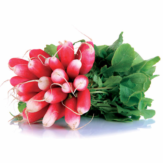 Rettich 18-Tage halblang Bio - Bakker