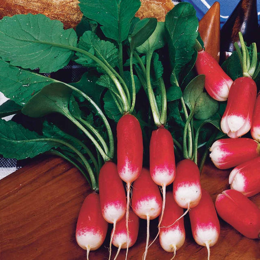 Radieschen Bamba - Bakker