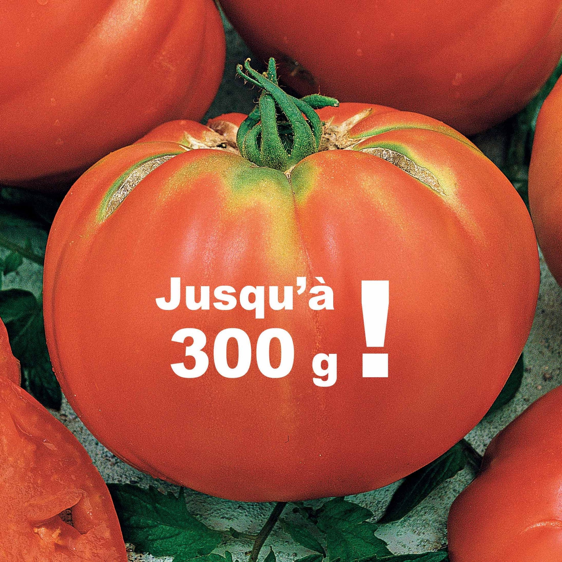 Solanum lycopersicum Brandywine - Tomate Brandywine - Samen für Tomaten