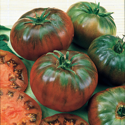 Schwarze Fleischtomate 'Noire Russe' - Bakker