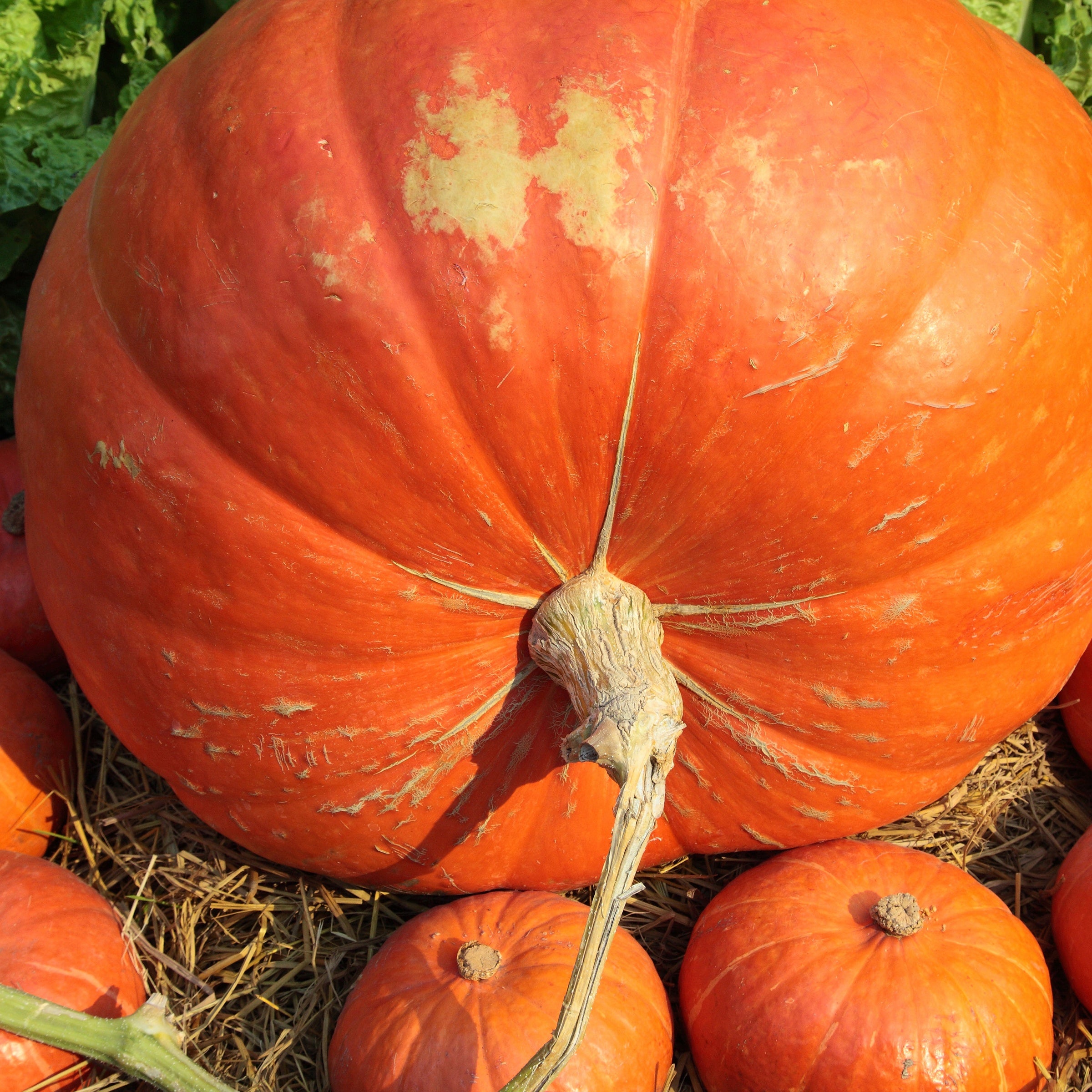 Saatgut Kürbis Atlantic Giant - Cucurbita maxima atlantic giant