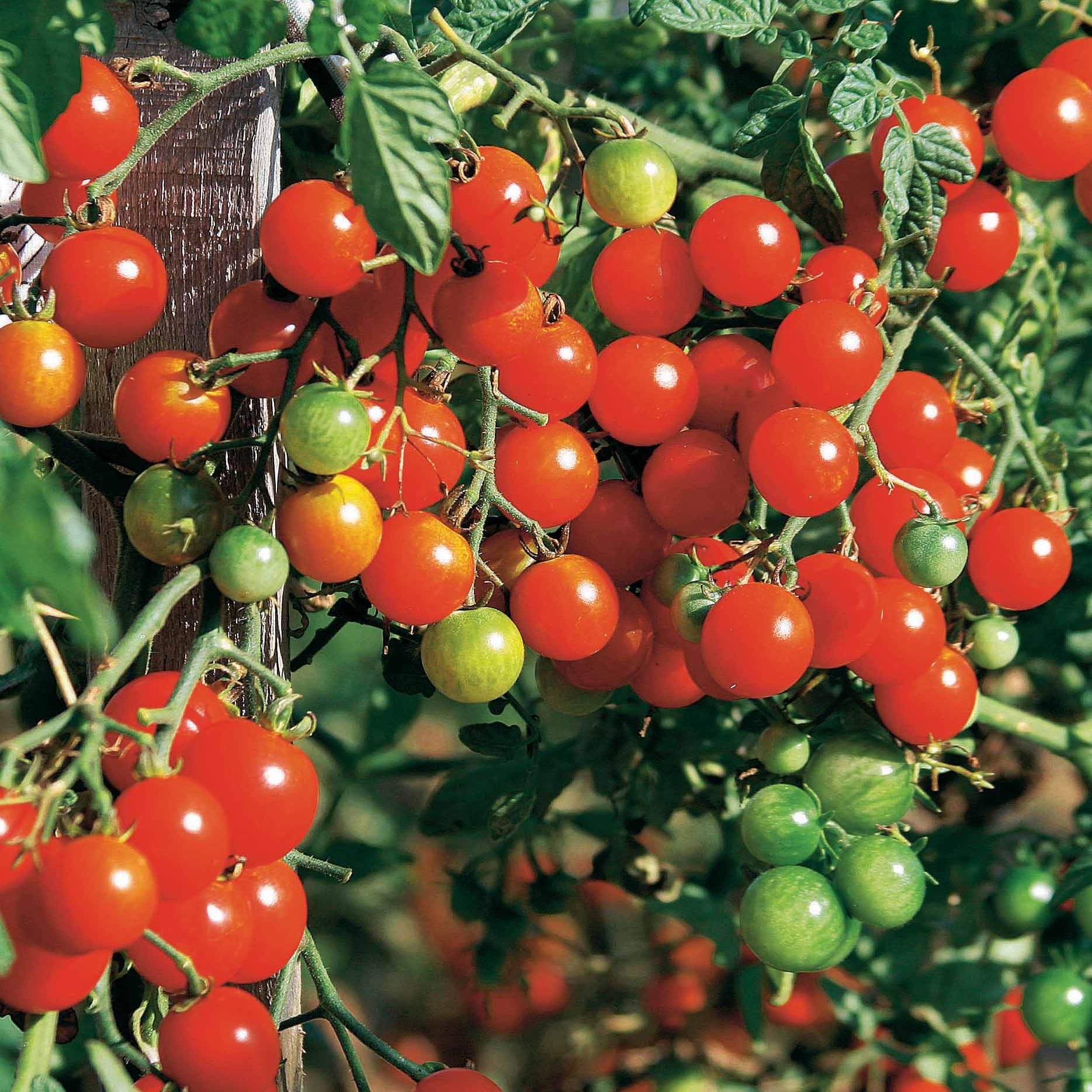 Saatgut Kirschtomate Sweet Baby - Solanum lycopersicum sweet baby
