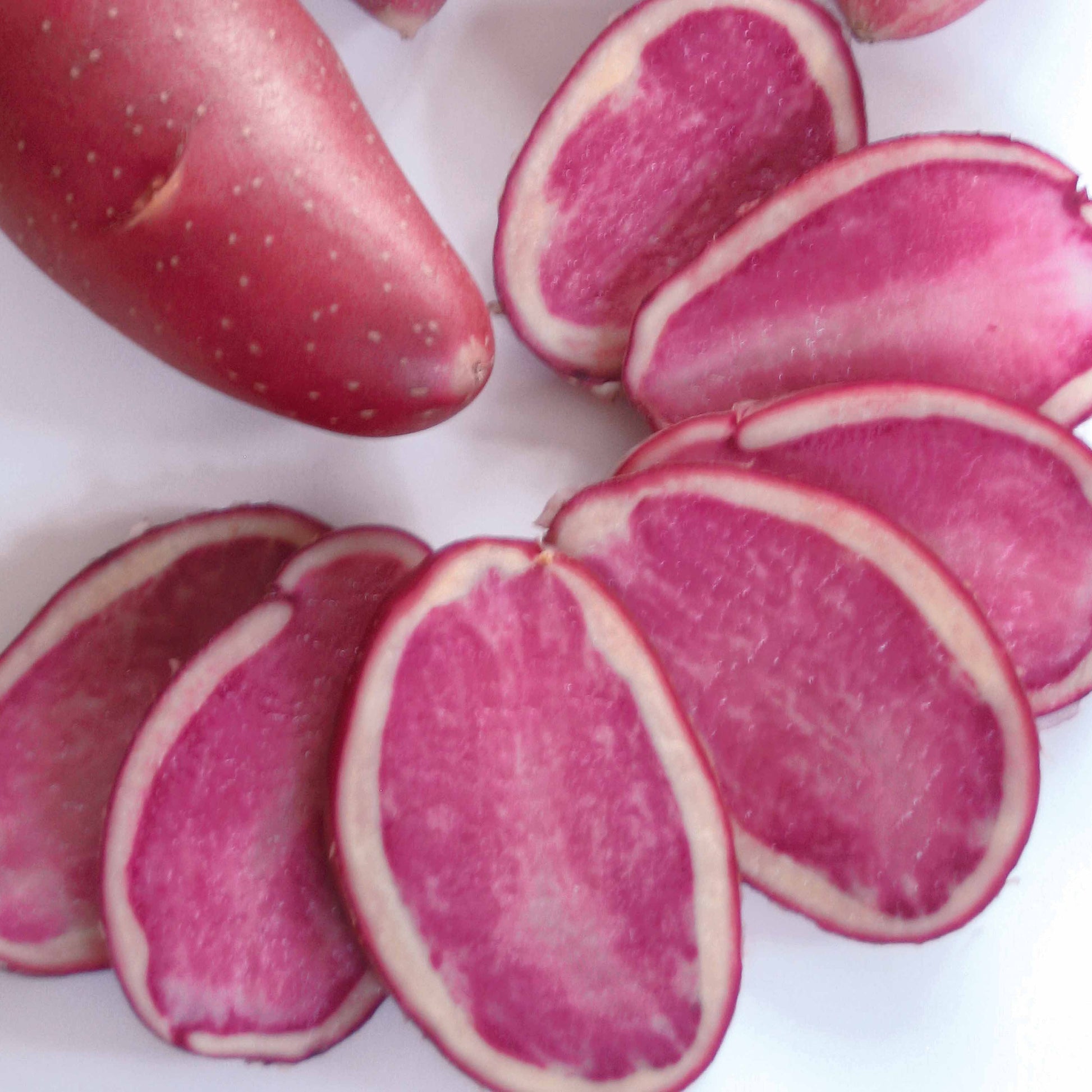 Kartoffel Rouge de Flandre (x10) - Solanum tuberosum rouge de flandre - Gemüse