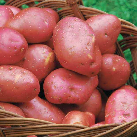 Kartoffel Rouge de Flandre (x10) - Solanum tuberosum rouge de flandre - Gemüsegarten