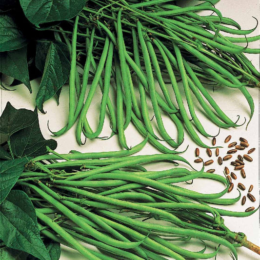 Buschbohne Cordoba - Bakker