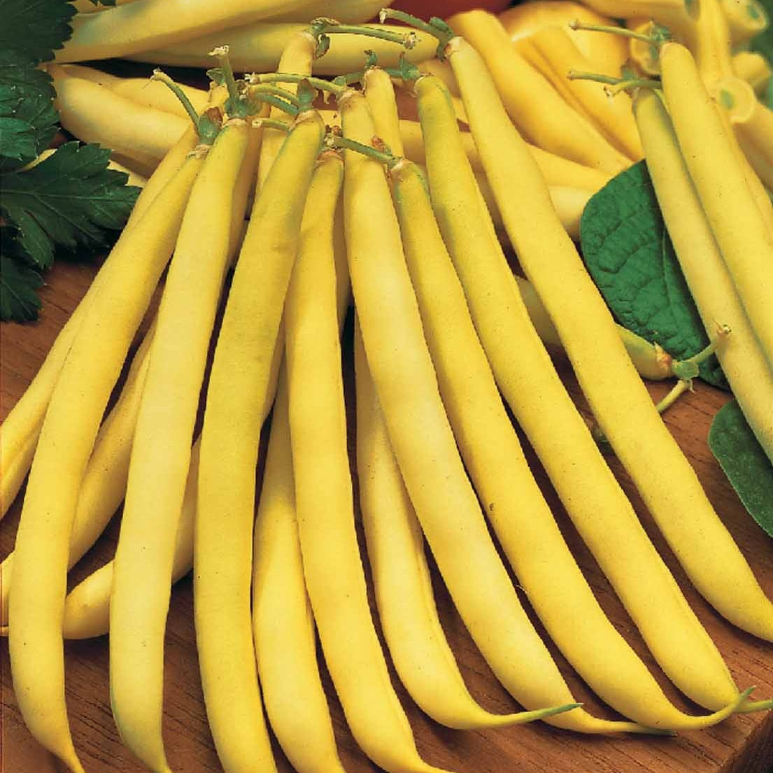 Saatgut Buschbohne Maxidor - Phaseolus vulgaris Maxidor