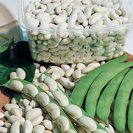 Michelet Buschbohne - Bakker