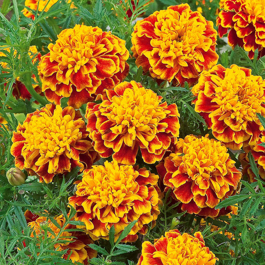 Studentenblume 'Honeycomb' - Bakker