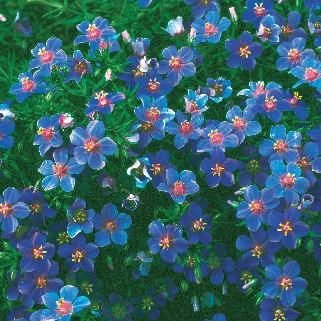Saatgut Blaue Anagallis (Linn-Leinkraut) - Anagallis linifolia | Bakker.com