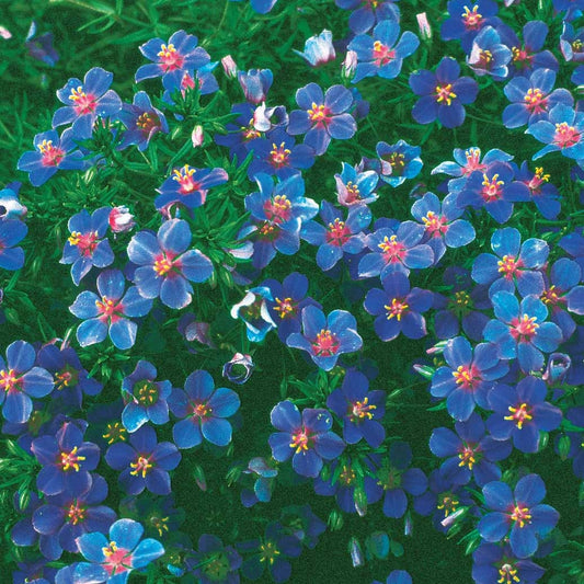 Blauer Gauchheil - Anagallis linifolia - Gemüsegarten