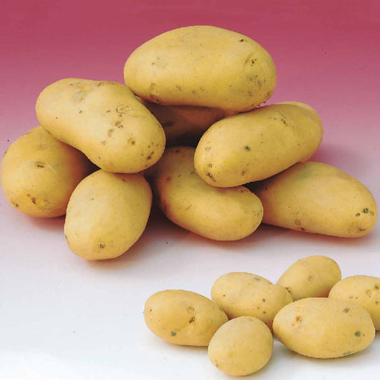 Kartoffeln Caesar (x25) - Solanum tuberosum caesar - Gemüsegarten
