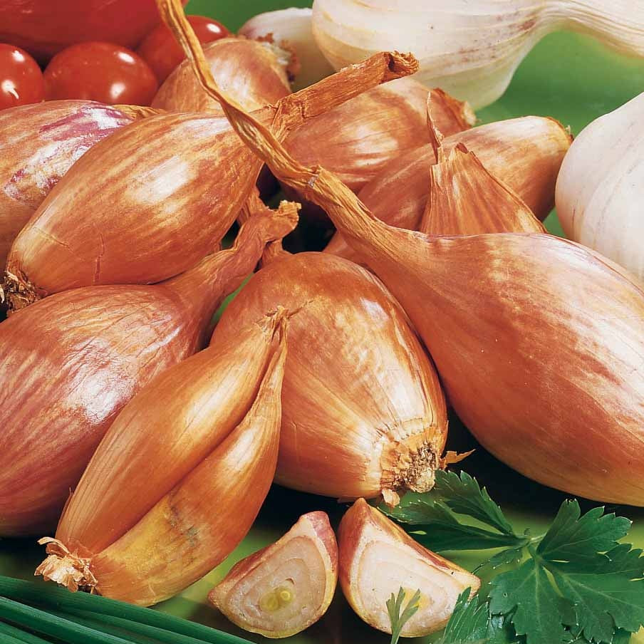 schalotten aufbewahren Blumenzwiebeln Jermor Schalotte - Allium ascalonicum jermor