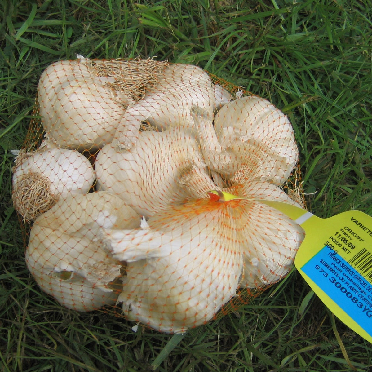 Knoblauch ‘Germidour’ - Allium sativum germidour - Bakker