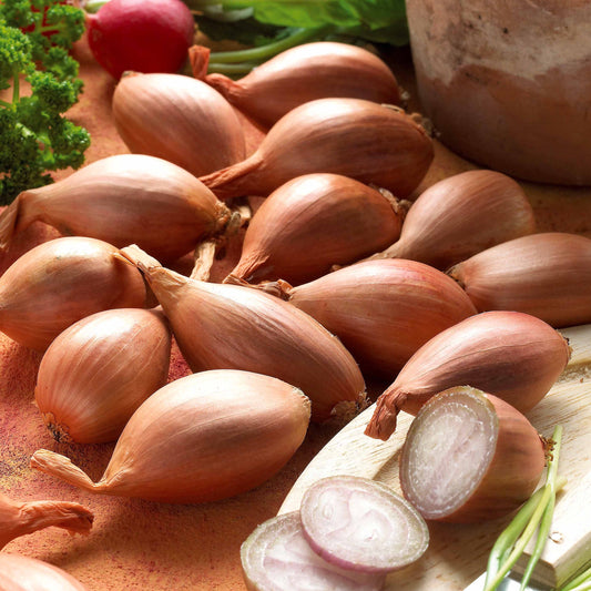 Griselle-Schalotten - Bakker