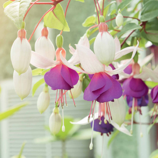 Fuchsie Blue Sarah (x3) - Bakker