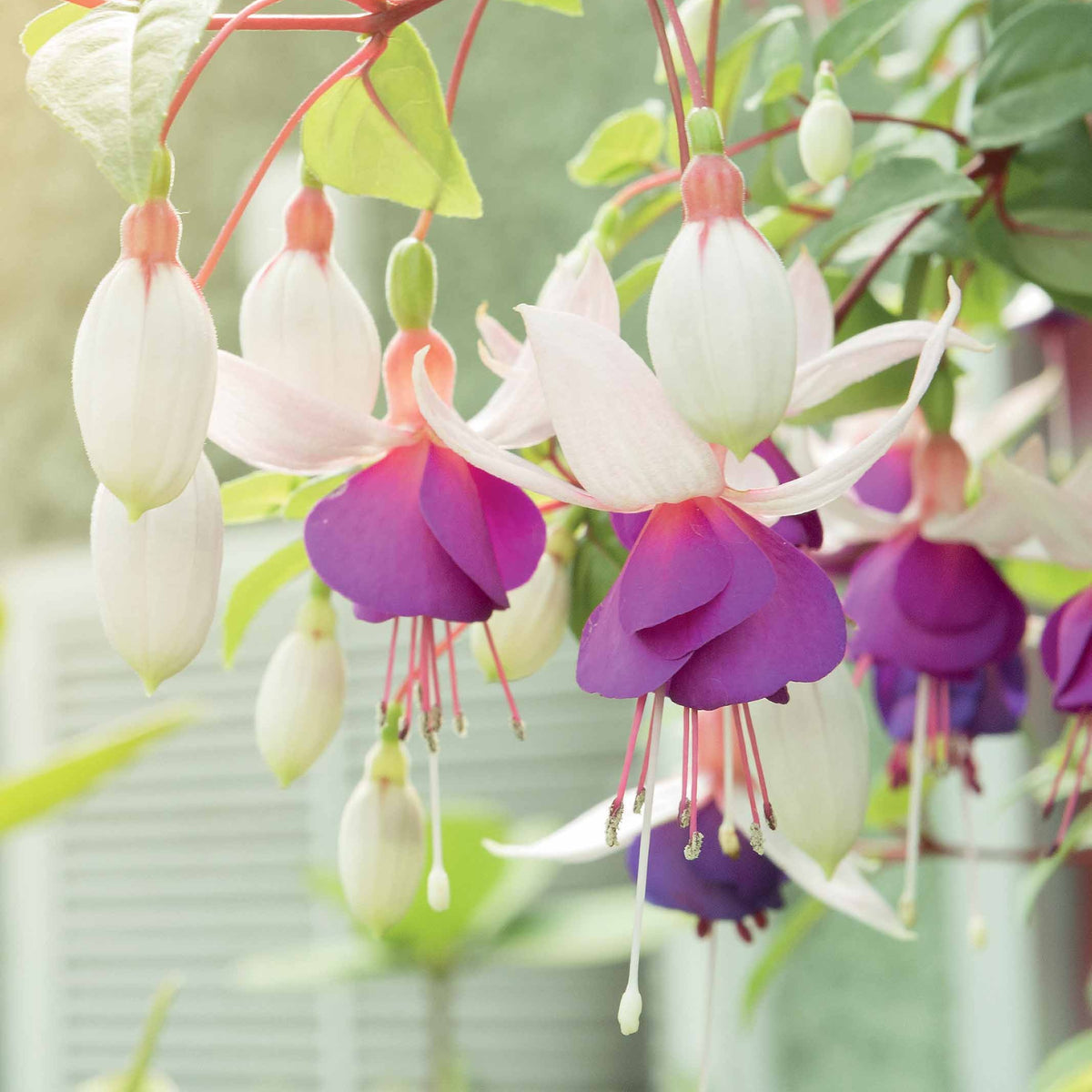 Fuchsie Blue Sarah (x3) - Fuchsia blue sarah - Bakker