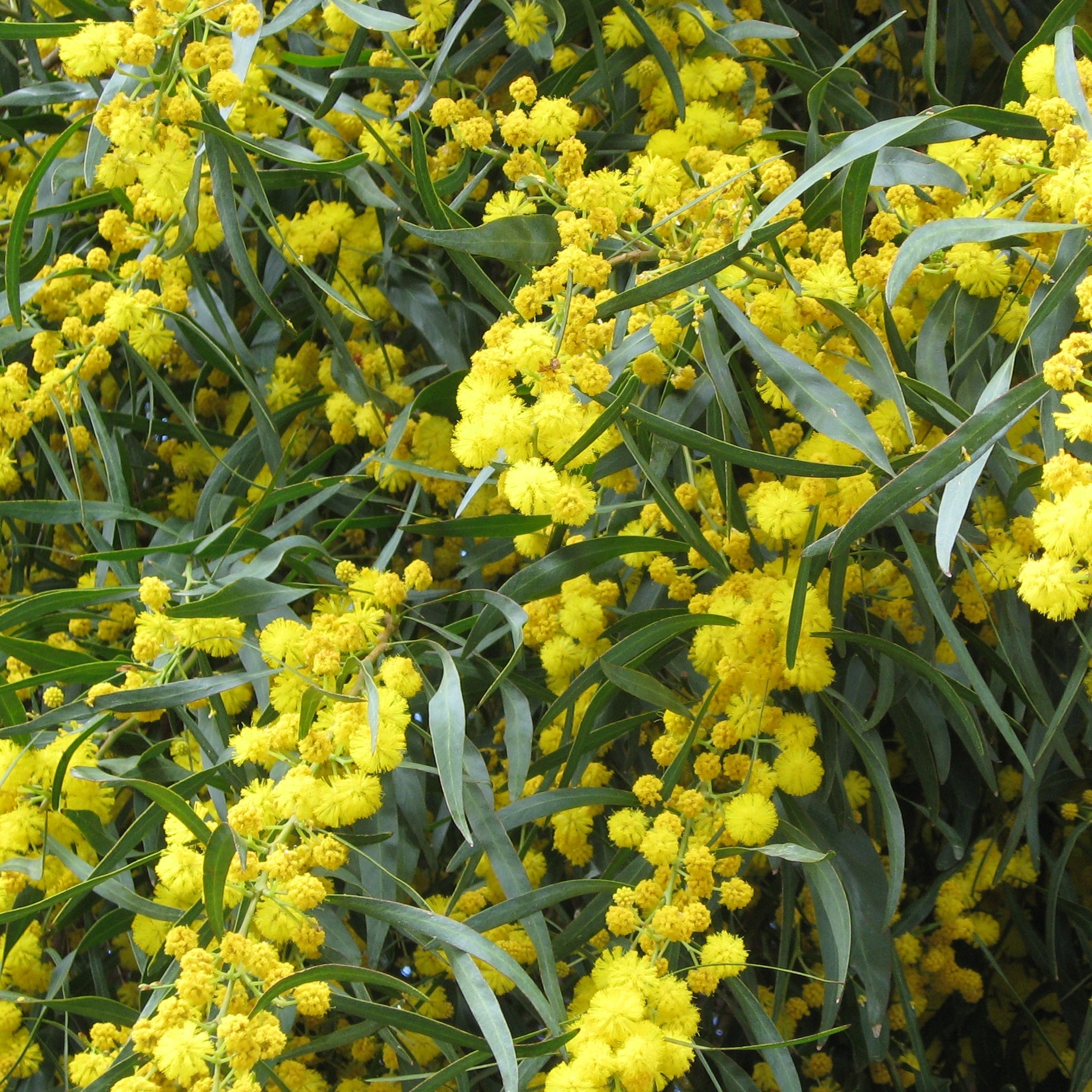 Vier-Jahreszeiten-Mimose - Acacia retinodes | Bakker.com
