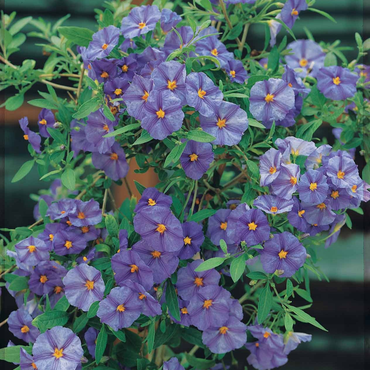 Enzianstrauch - Lycianthes rantonnetii