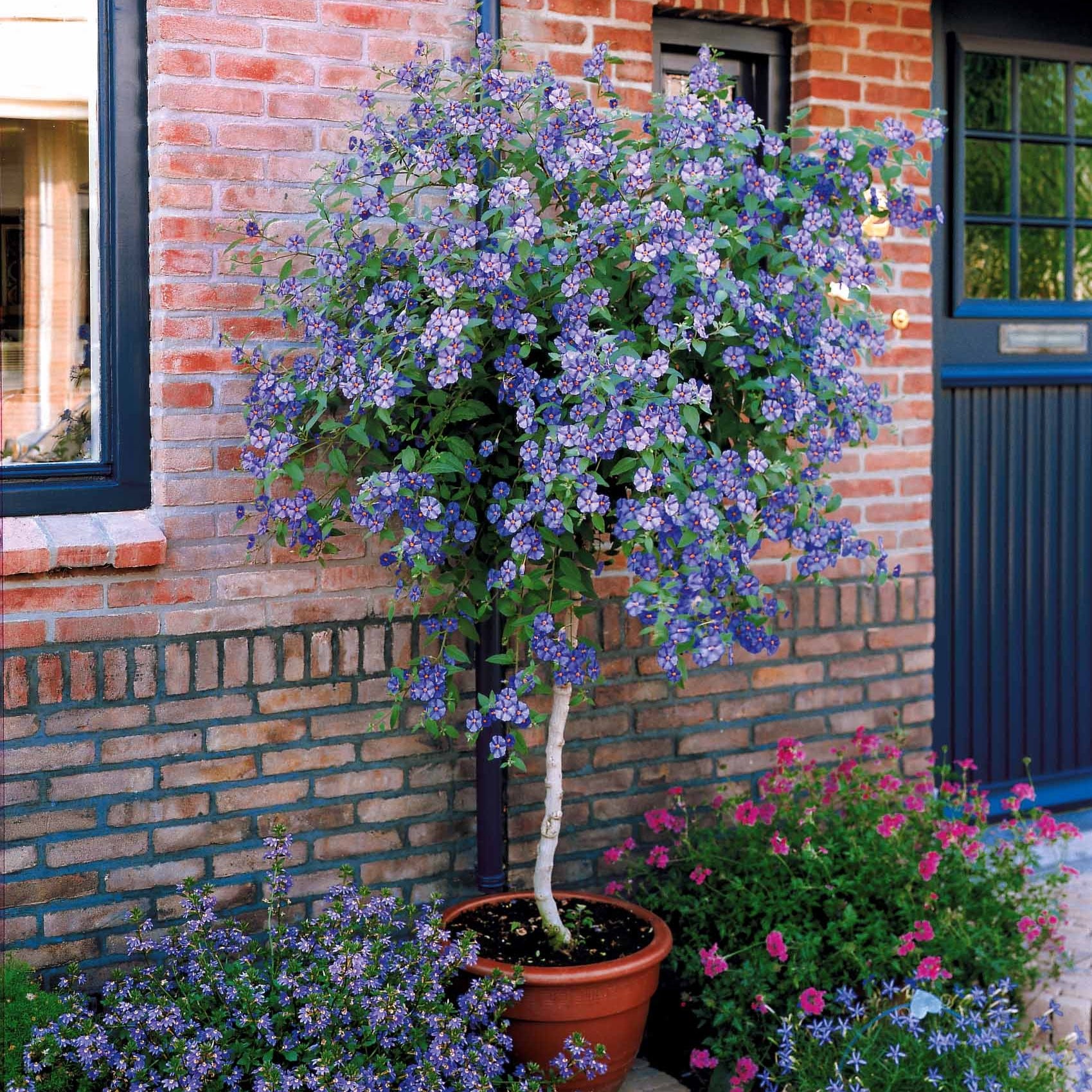 Enzianstrauch - Lycianthes rantonnetii