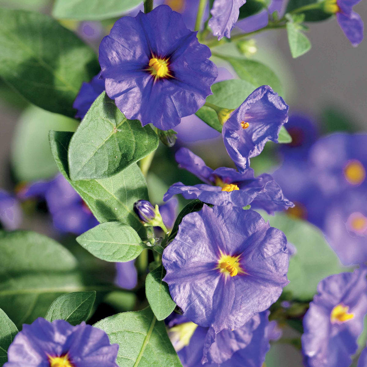 Balkonsträucher - Enzianstrauch - Lycianthes rantonnetii
