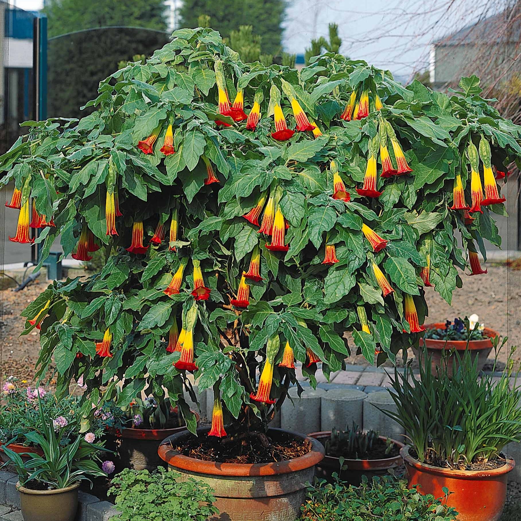 Engelstrompete rot-gelb - Brugmansia