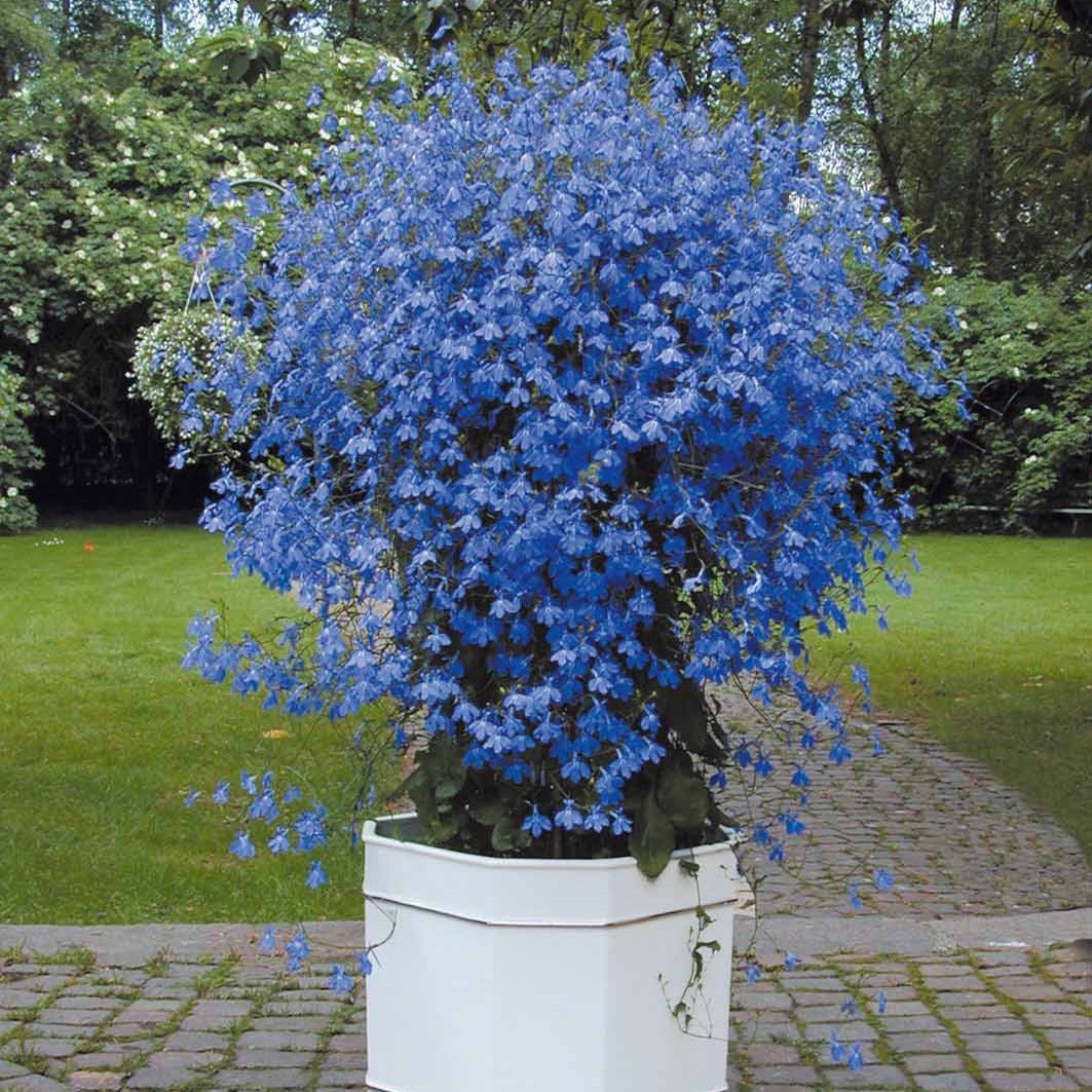 Lobelien Azuro (x3) - Lobelia erinus Azuro - Bakker
