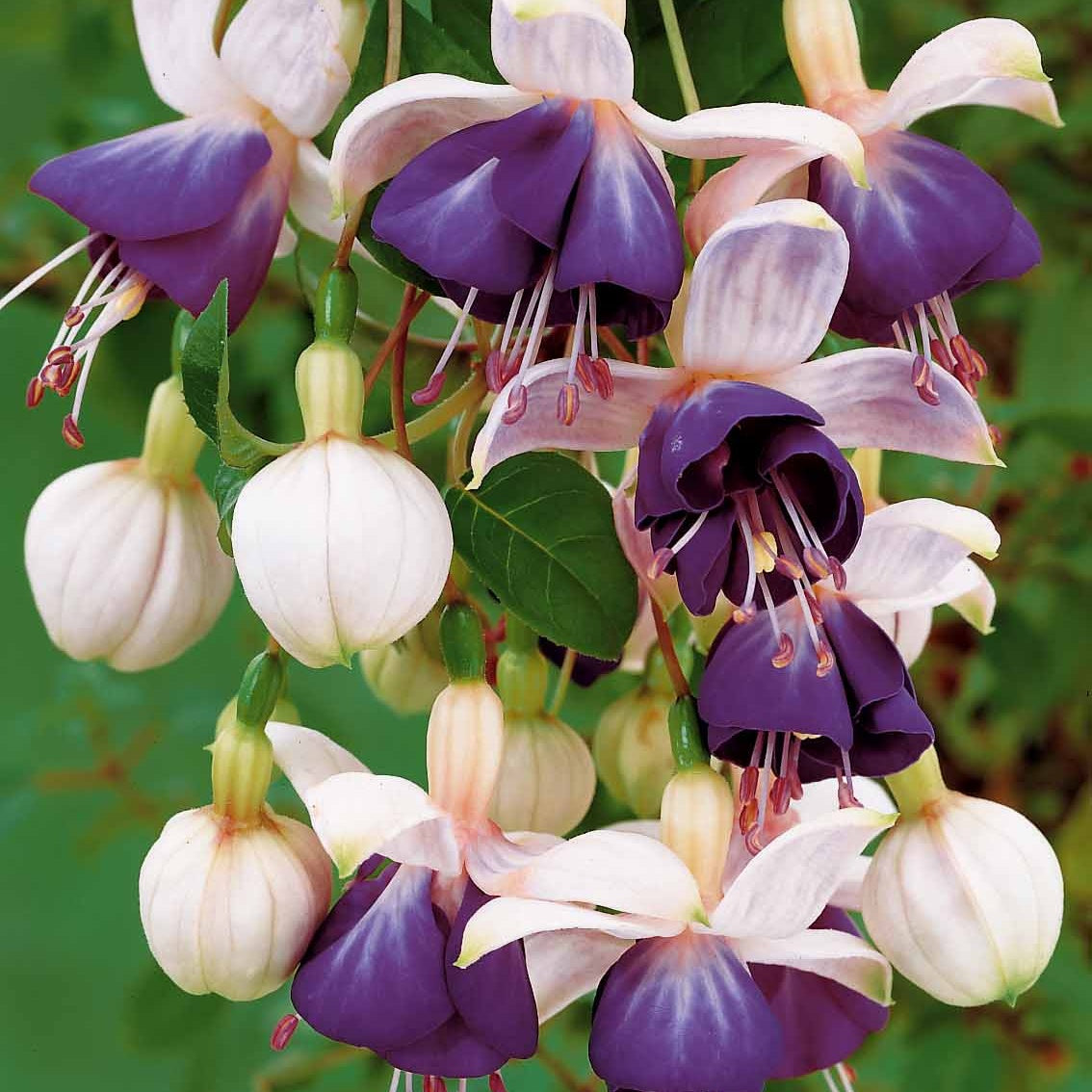 Hängende Fuchsien Blue Angel (x3) - Fuchsia blue angel - Bakker