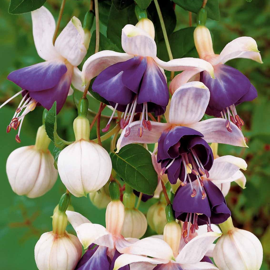 Verkauf Hängende Fuchsien Mischung (Bicentennial, Blue Angel, Swingtime) (x6)