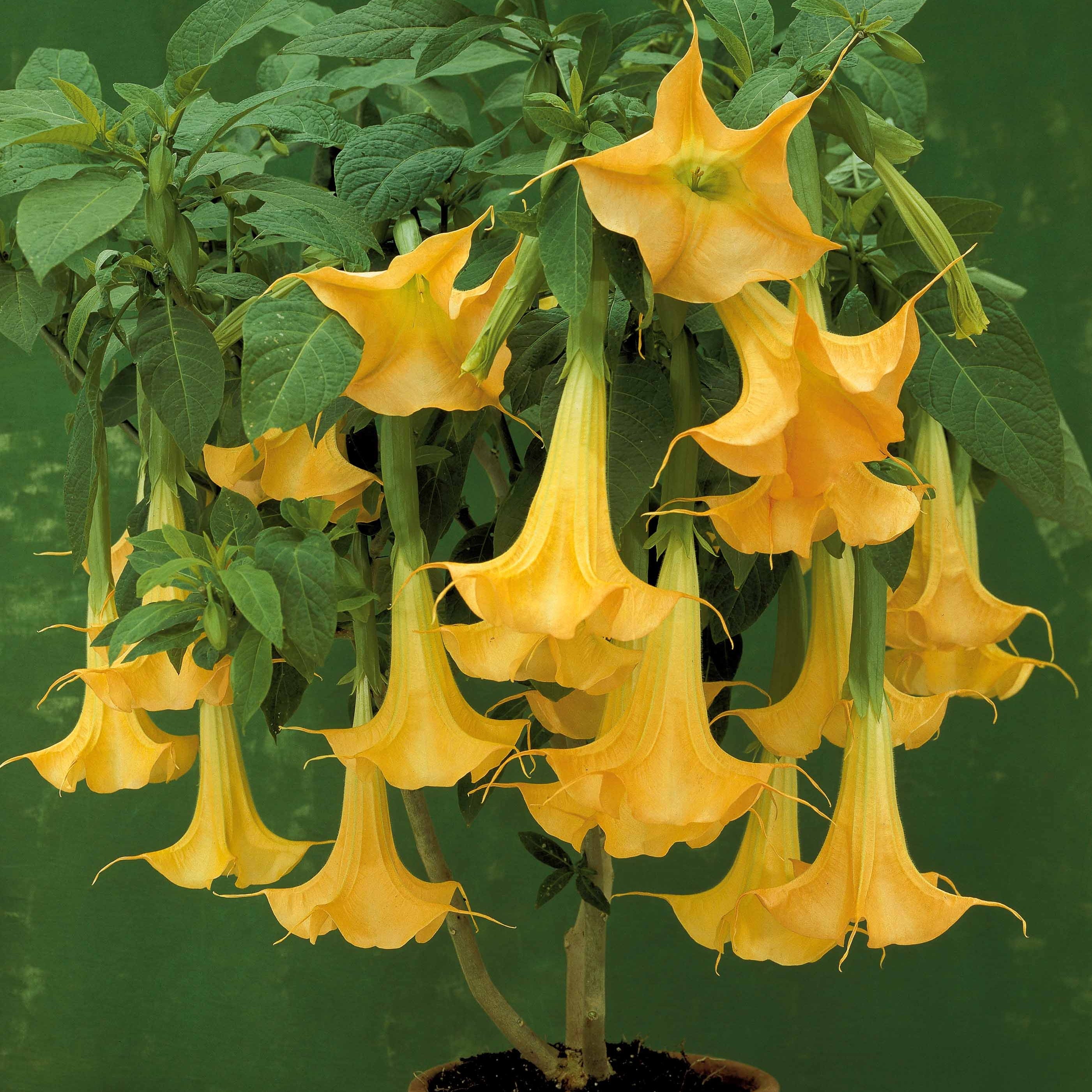 Engelstrompete gelb - Brugmansia