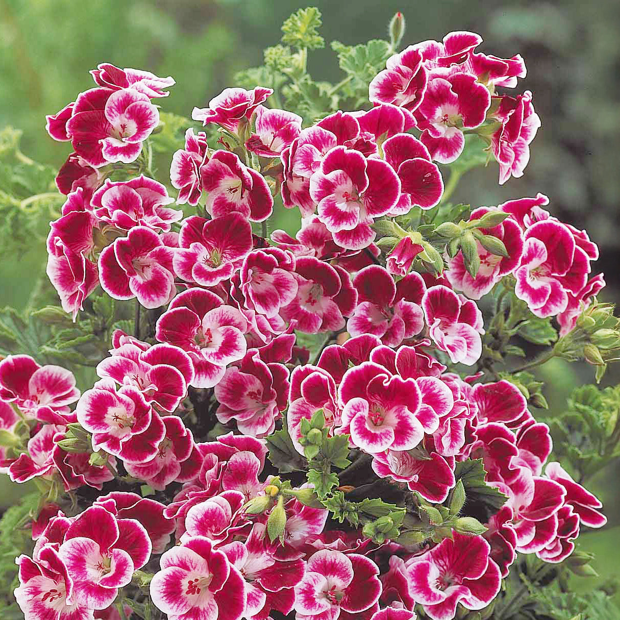 Duftgeranie Pansy (x3) - Pelargonium pansy