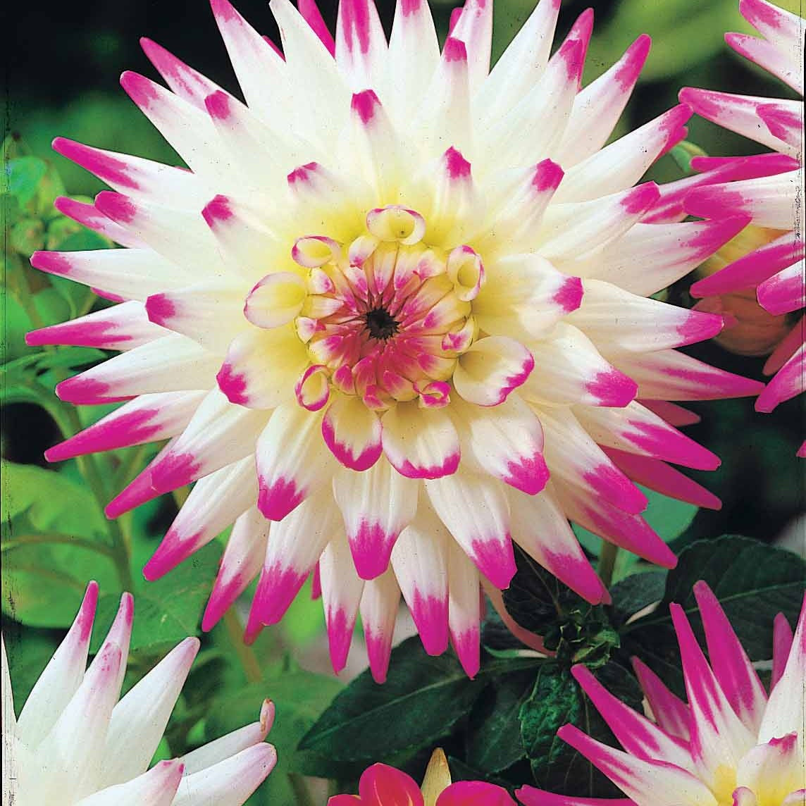 Blumenzwiebeln Kaktus-Dahlien Haley Jane (x3) - Dahlia cactus haley jane