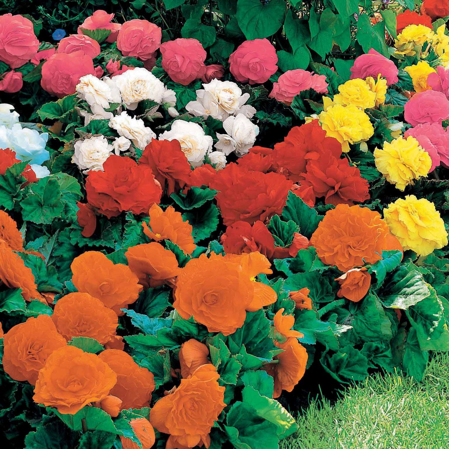 begonien im blumenkasten Blumenzwiebeln Begonien Mischung Non Stop (gelb, rot, rosa, weiß) (x16) -  Begonia multiflora non stop
