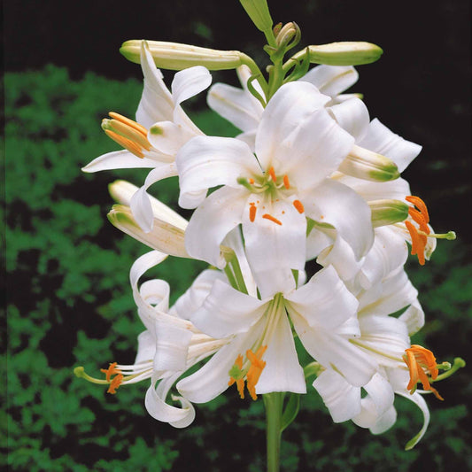 Madonnenlilien (x2) - Bakker