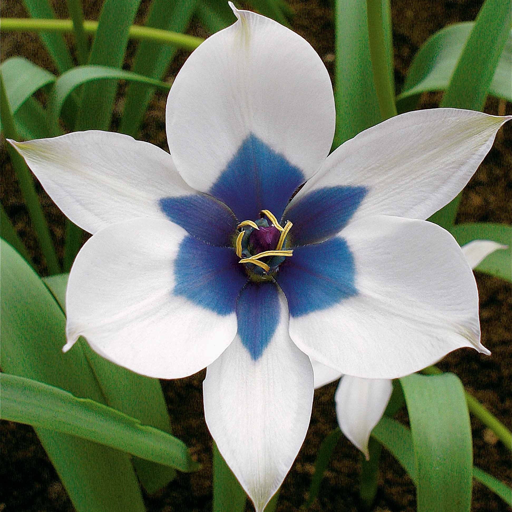 Blumenzwiebeln Tulpe Alba Coerulea Oculata (x4) - Tulipa humilis alba  coerulea oculata