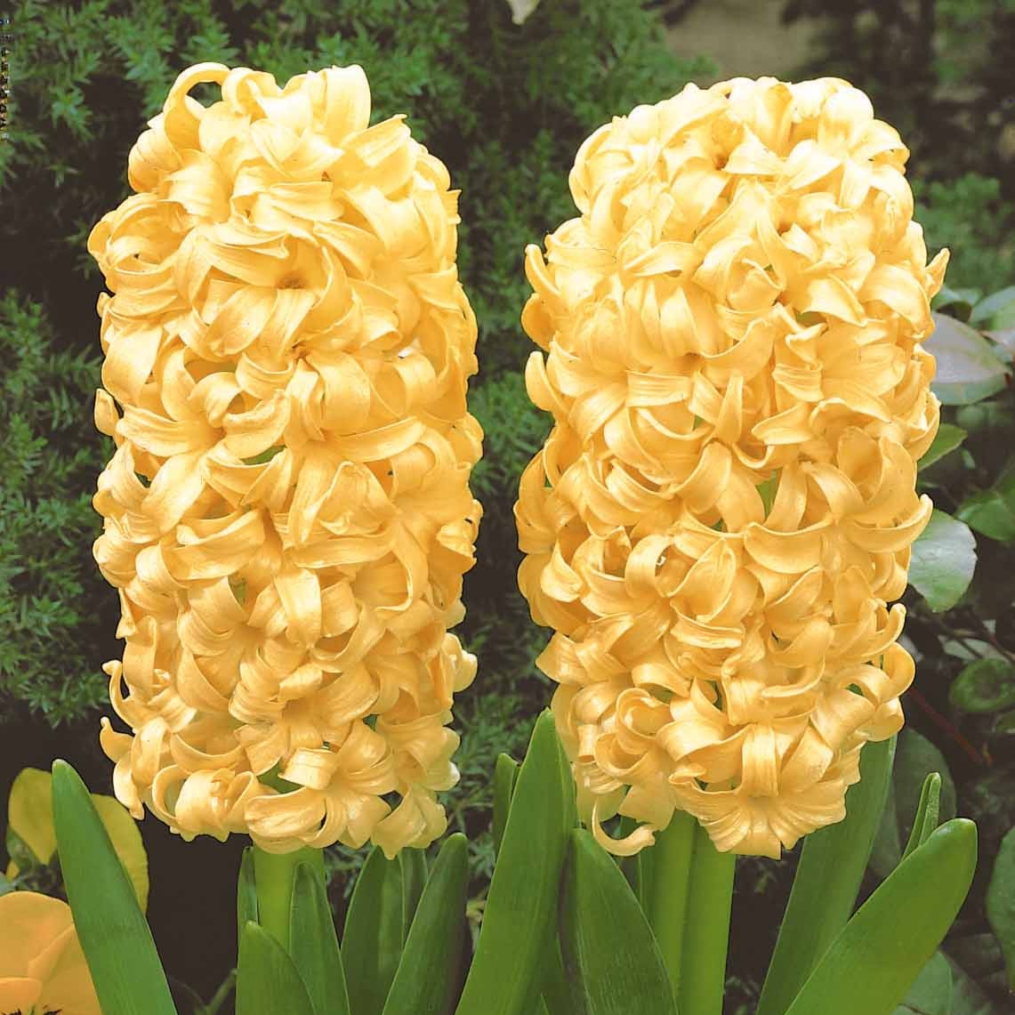 Hyazinthe 'City of Haarlem' (x6) - Hyacintus orientalis city of haarlem - Bakker