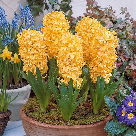 Hyazinthe 'City of Haarlem' (x6) - Bakker