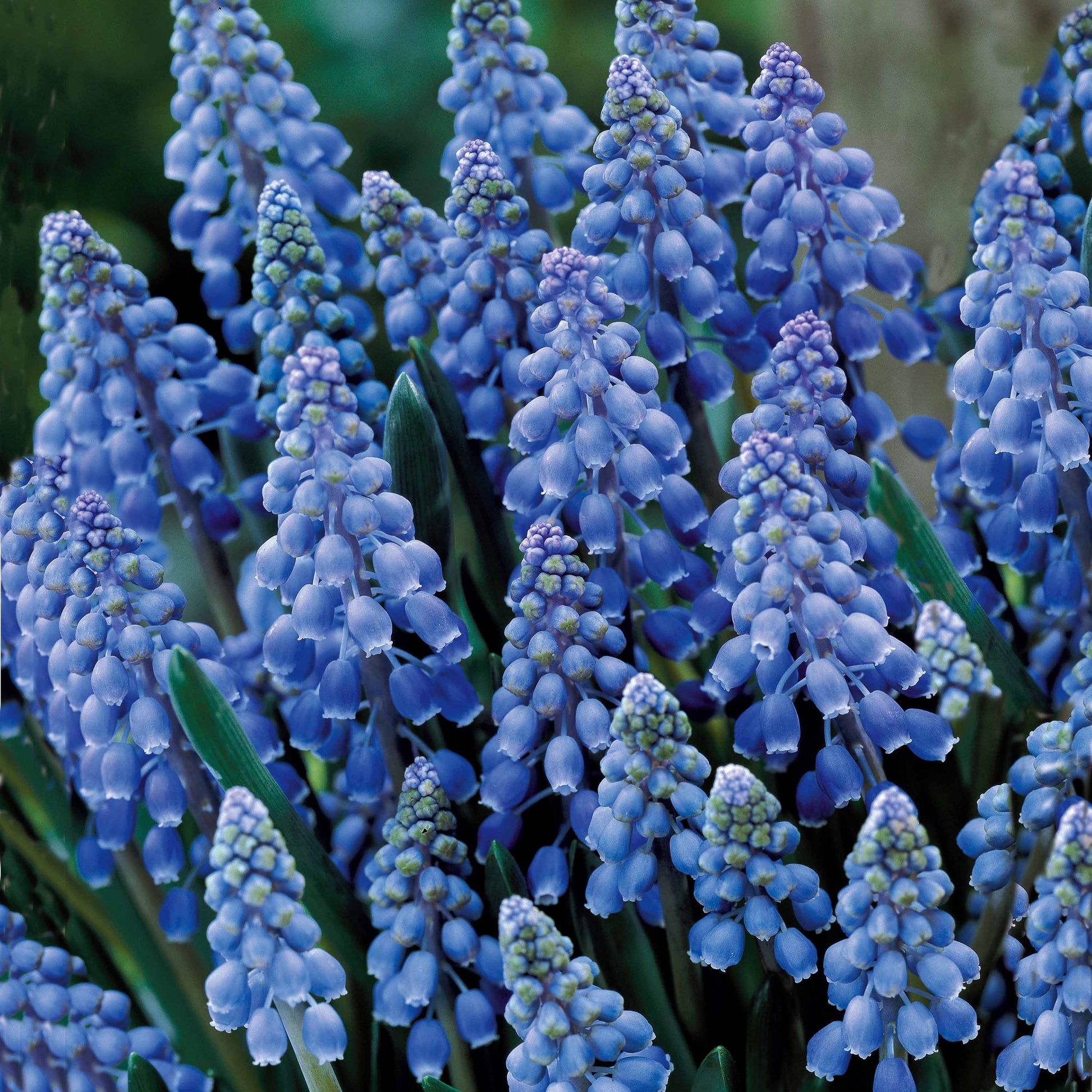 Traubenhyazinthen (x10) - Muscari armeniacum - Bakker