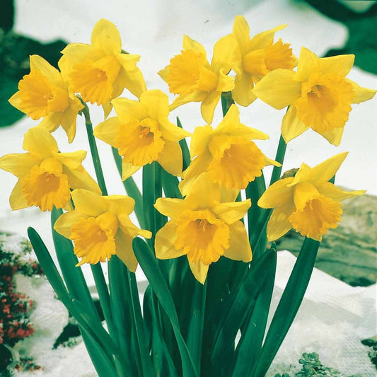 Narzissen 'Rijnveld's Early Sensation' (x10) - Bakker