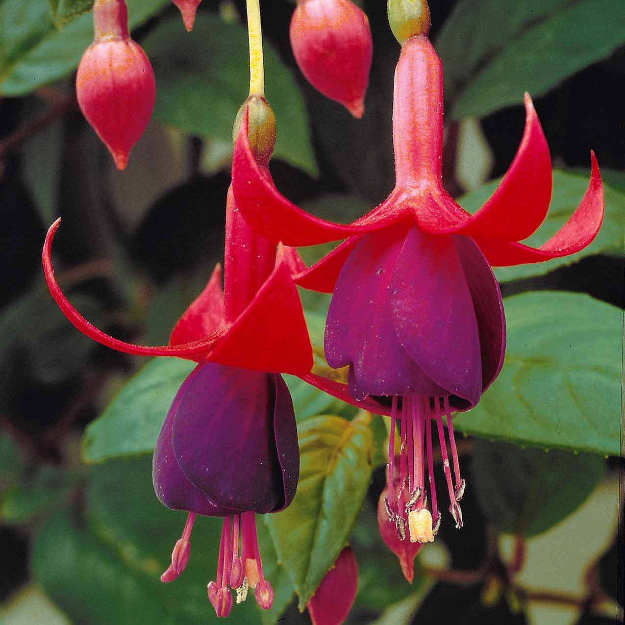 fuchsien zimmerpflanze Fuchsien Brilliant (x3) - Fuchsia brilliant