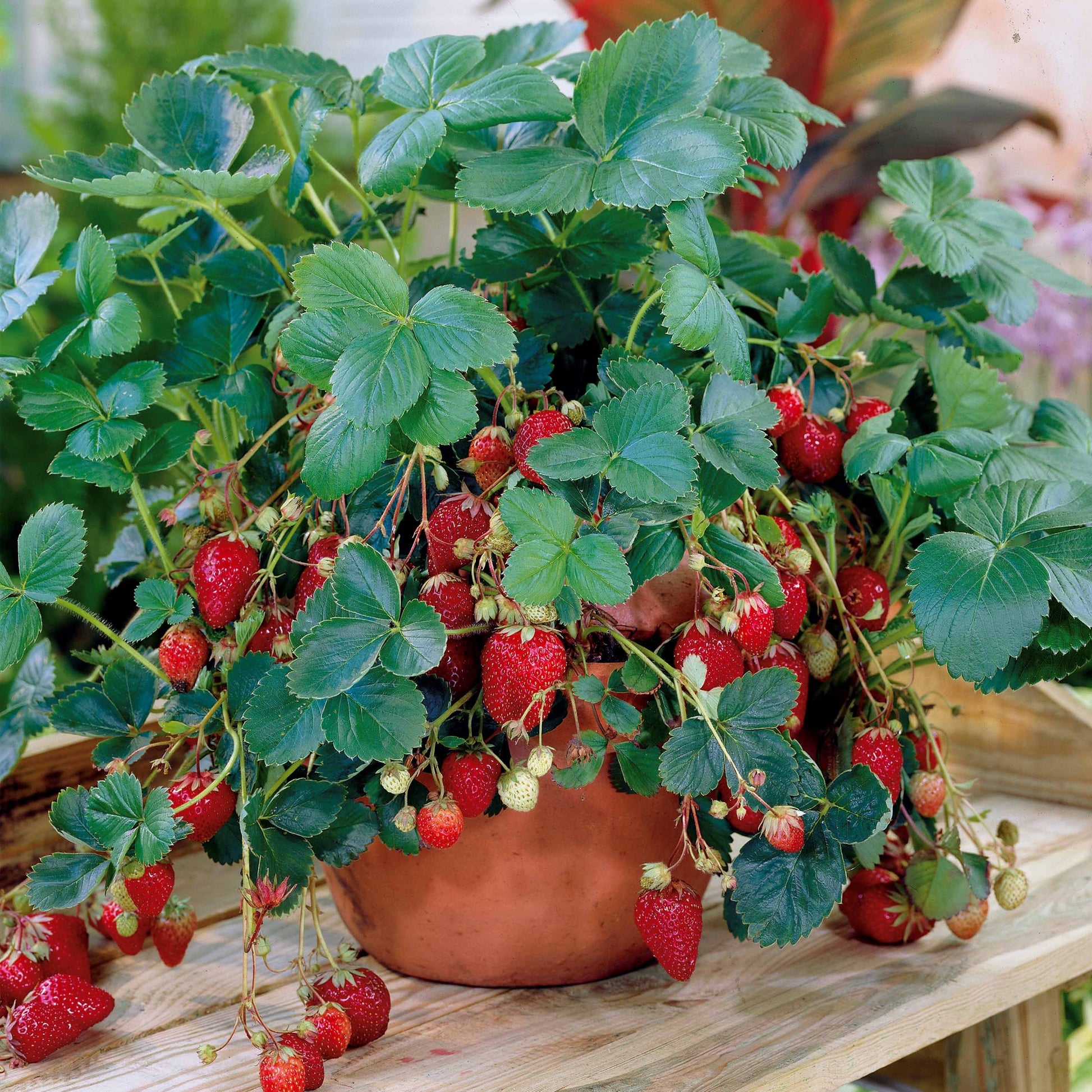 Erdbeere Maestro ® VOC 89.98.1 - Fragaria maestro ® cov 89.98.1 - Bakker