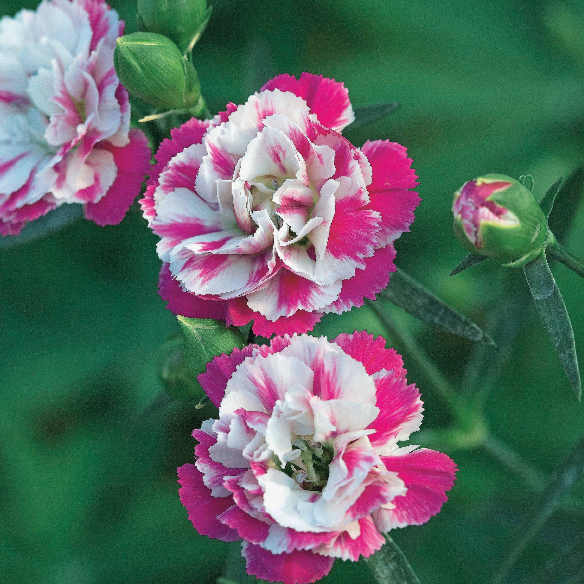 Pfingstnelke (x2) - Dianthus pink heaven - Beetpflanzen