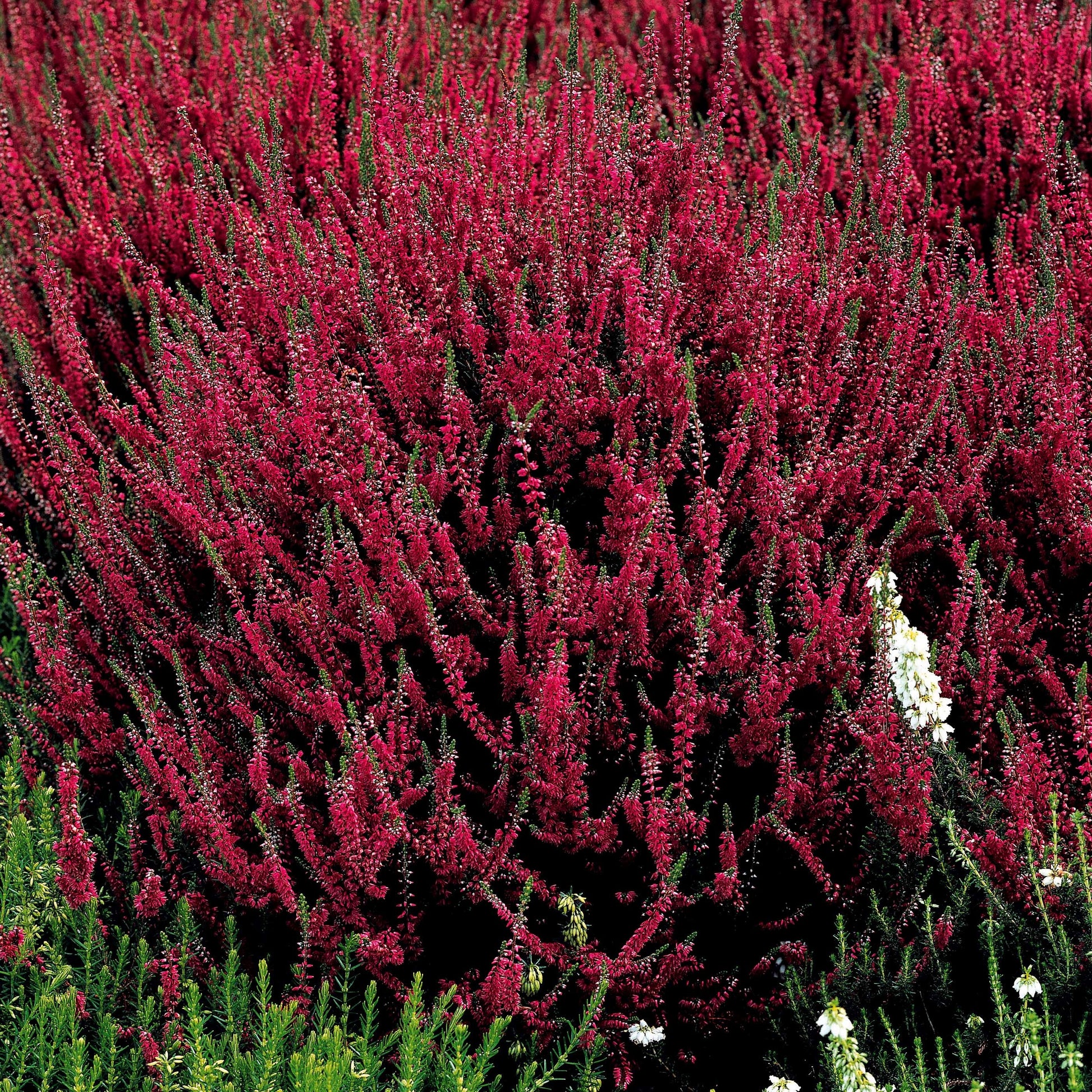 Heidekraut (x3) - Calluna vulgaris - Gartenpflanzen