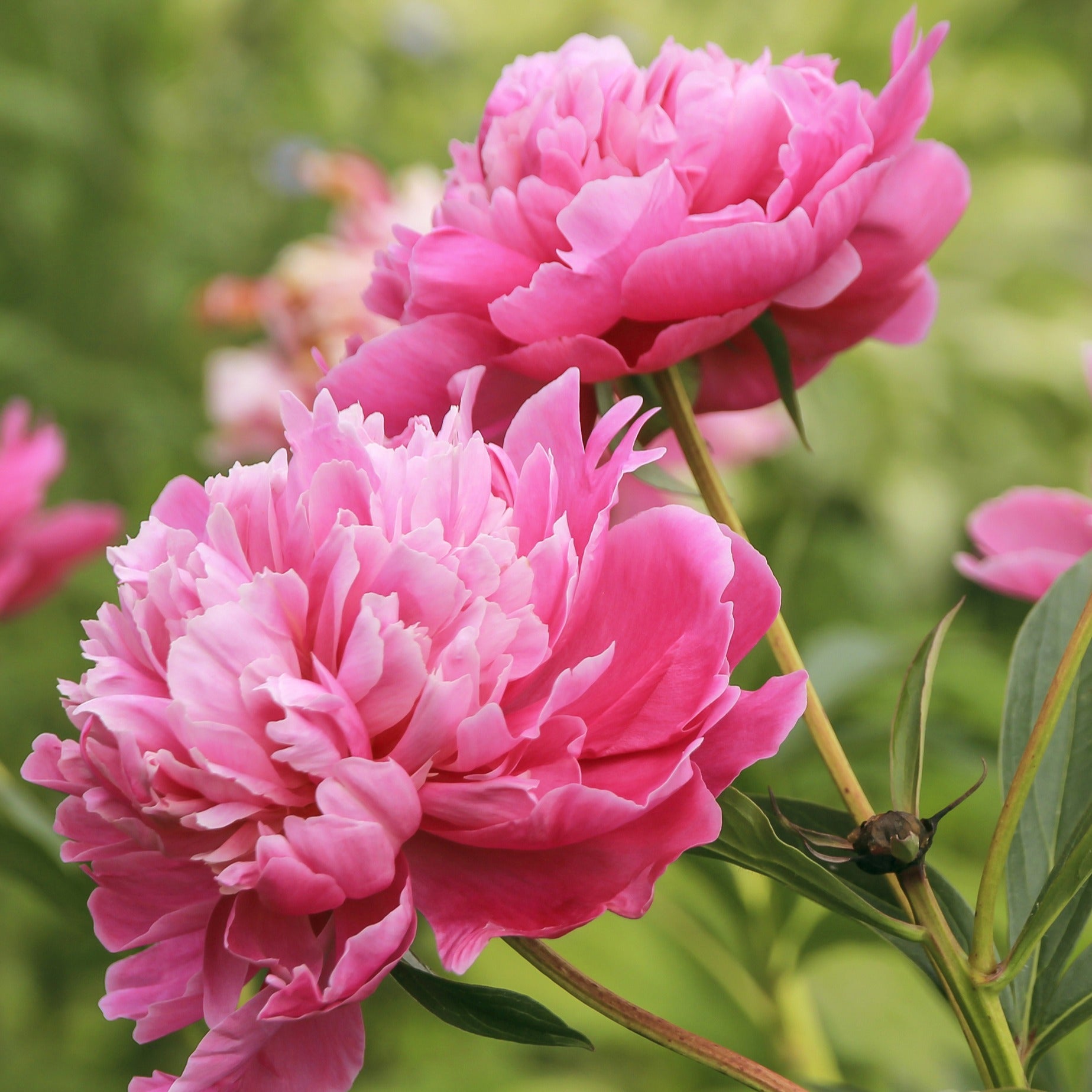 Pfingstrose 'Sarah Bernhardt' - Paeonia lactiflora Sarah Bernhardt